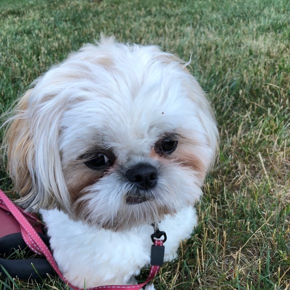 Meet your Posher, Amy - Picture 1 of 1